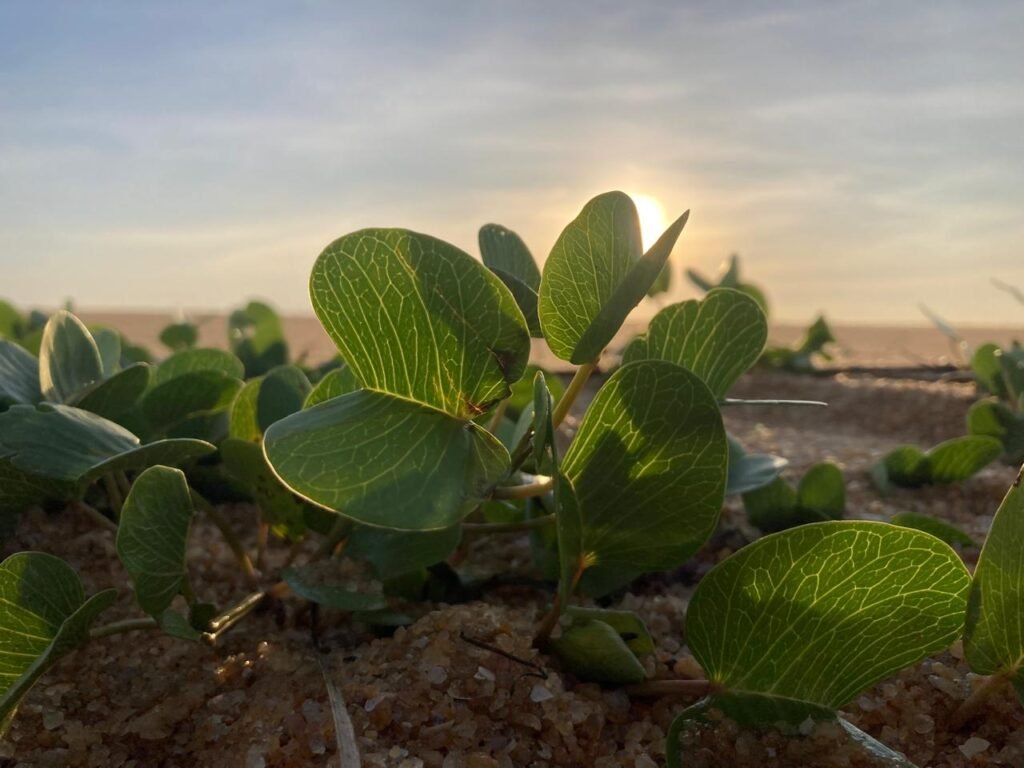 Ipomoea pes-caprae Negombo in Sri Lanka