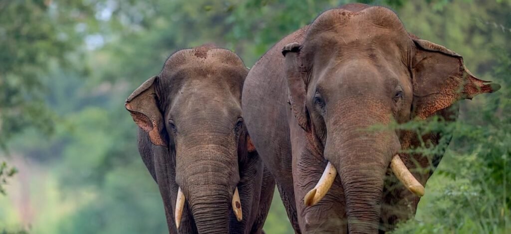 Two elephants walking in Sri Lanka Deux éléphants qui marchent dans la brousse au Sri Lanka