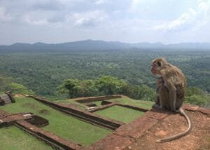Mother monkey and her baby overlooking the Sigiriya platform.