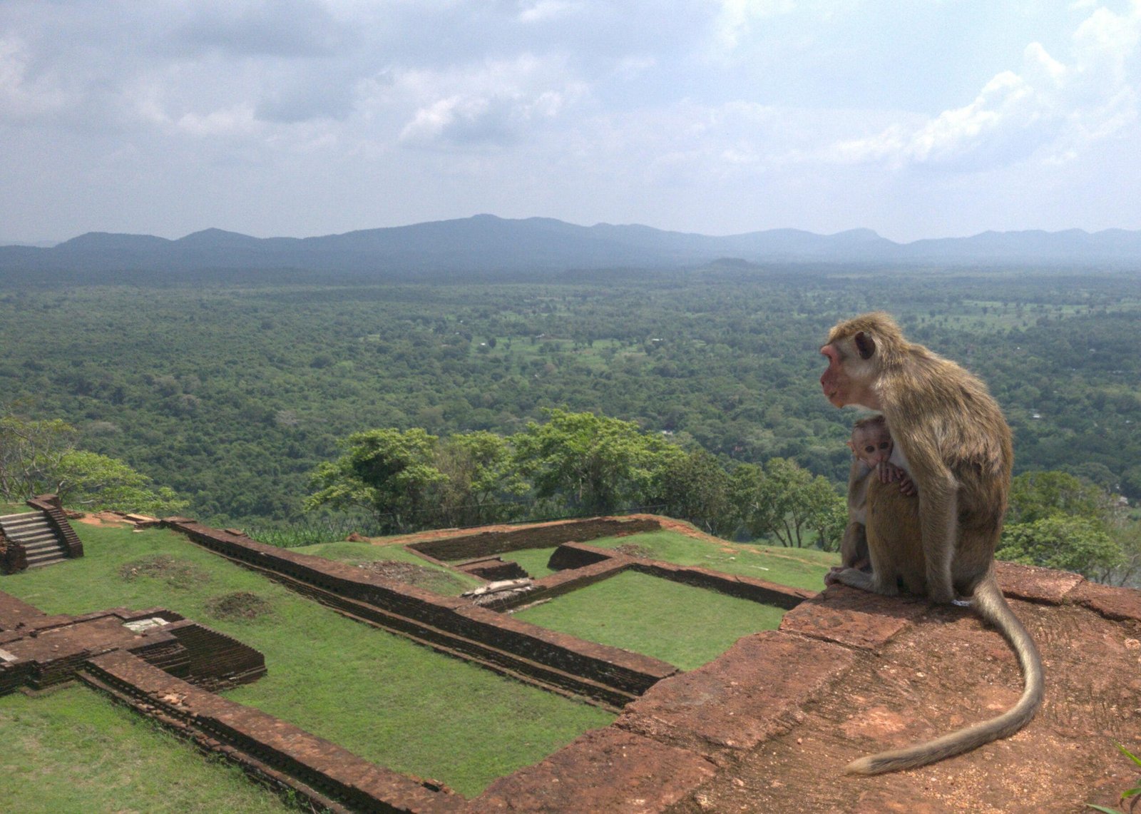 Mother monkey and her baby overlooking the Sigiriya platform.