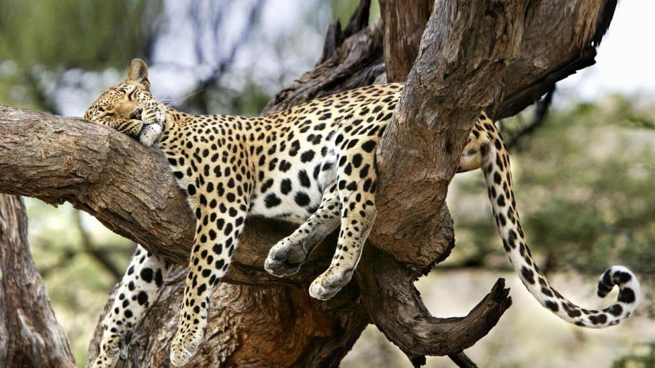 Leopard resting in a tree